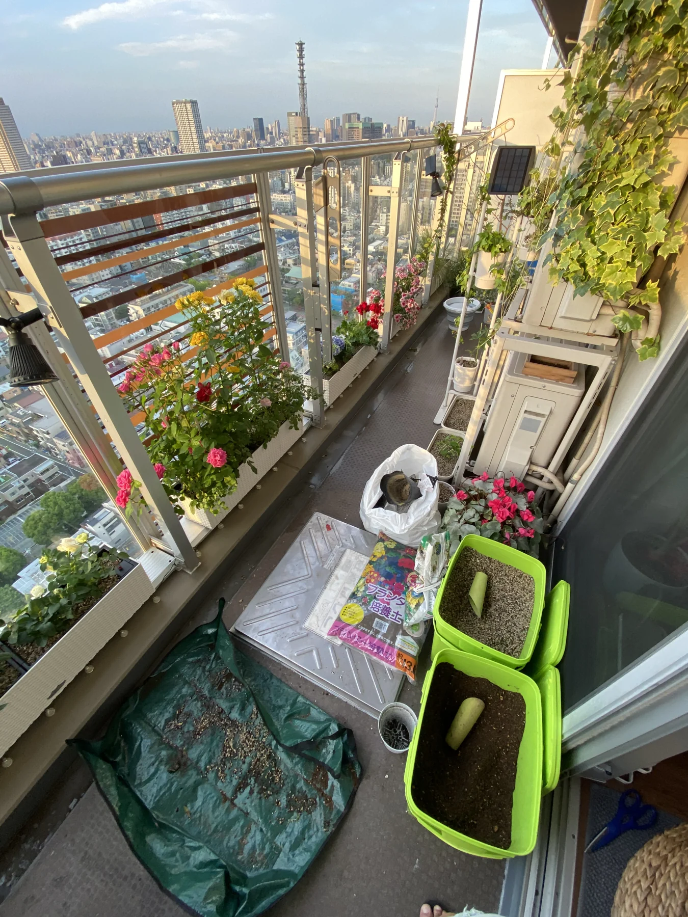 Flowers, climbing plants, soil and gardening supplies on a narrow balcony