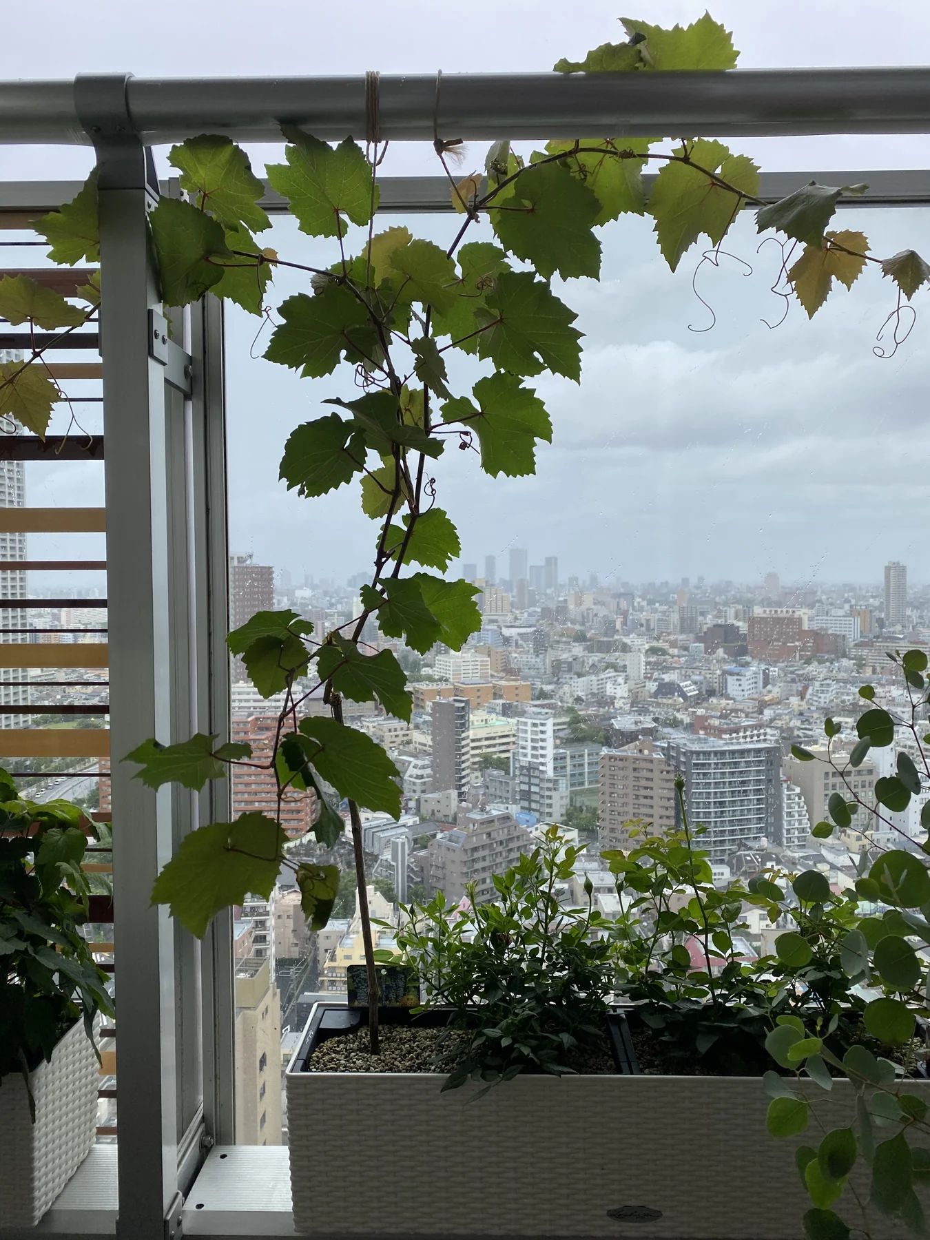 Climbing foliage and planters on a balcony overlooking the city