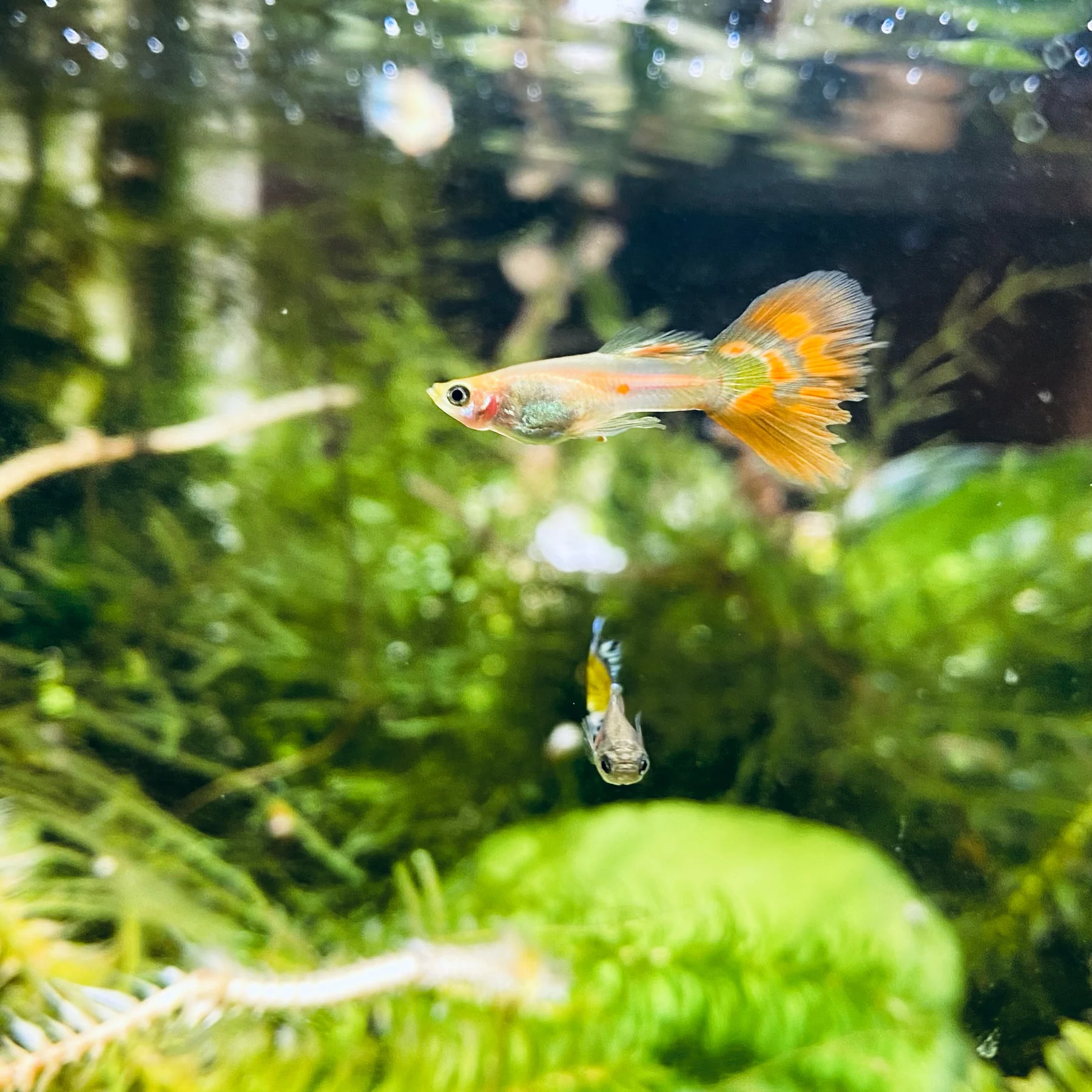A small fish with an orange-patterned tail swimming among aquatic plants