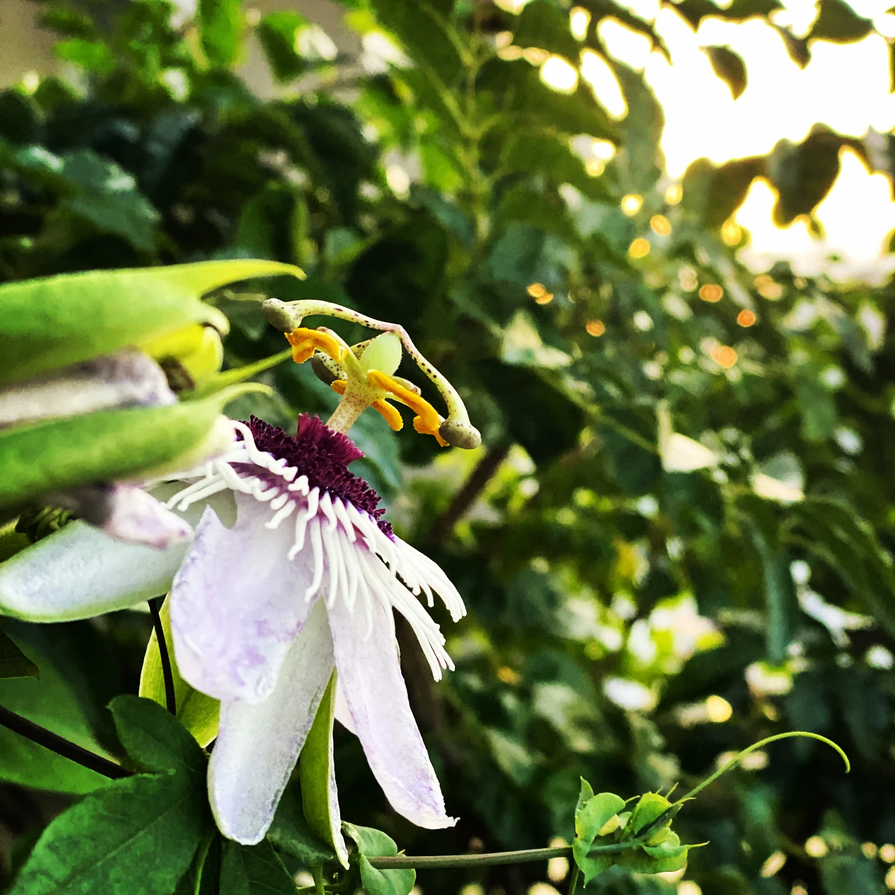 Close-up of a pale flower with a purple centre, surrounded by green foliage