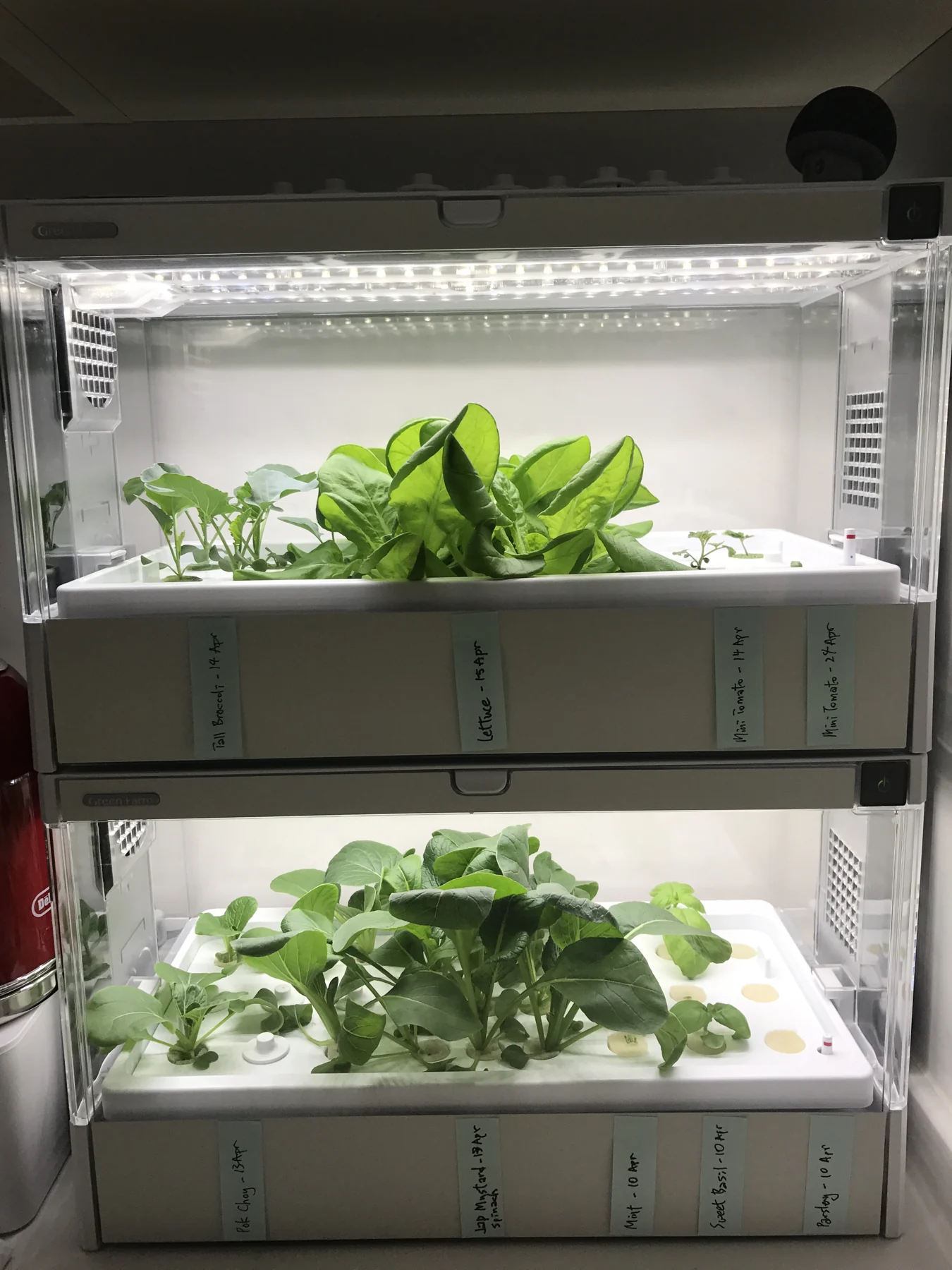 Two tiers of leafy vegetables growing under lights in an indoor hydroponic setup