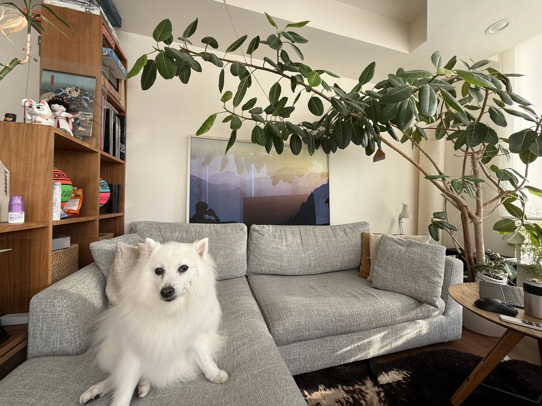 Milou sitting on the sofa beneath a large houseplant