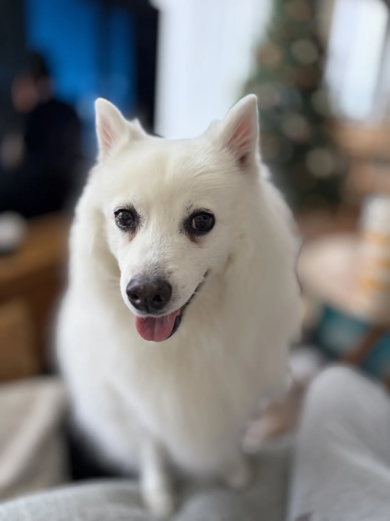 Milou, a white Japanese Spitz, looking at the camera