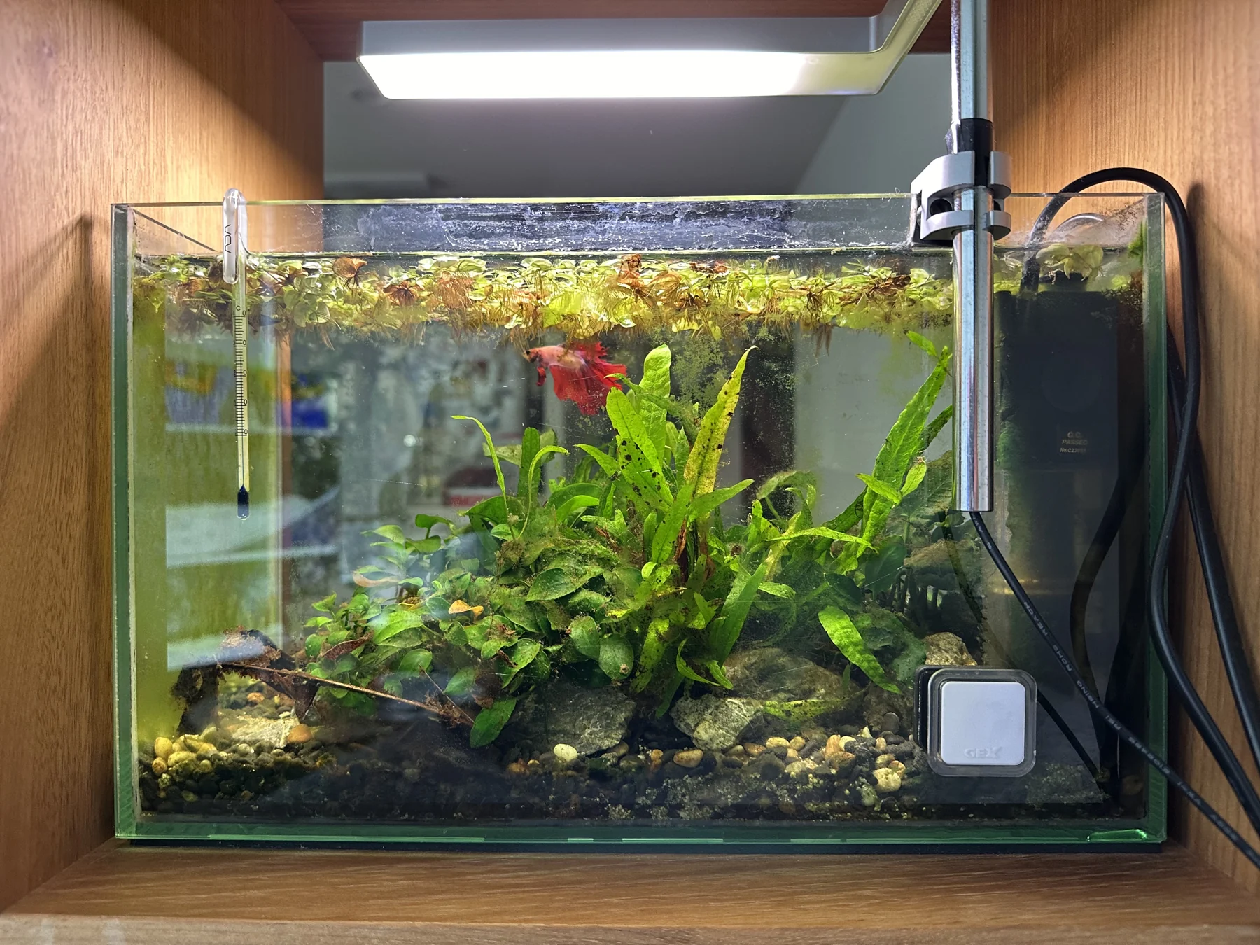 A planted aquarium with a red fish, floating greenery and a gravel base
