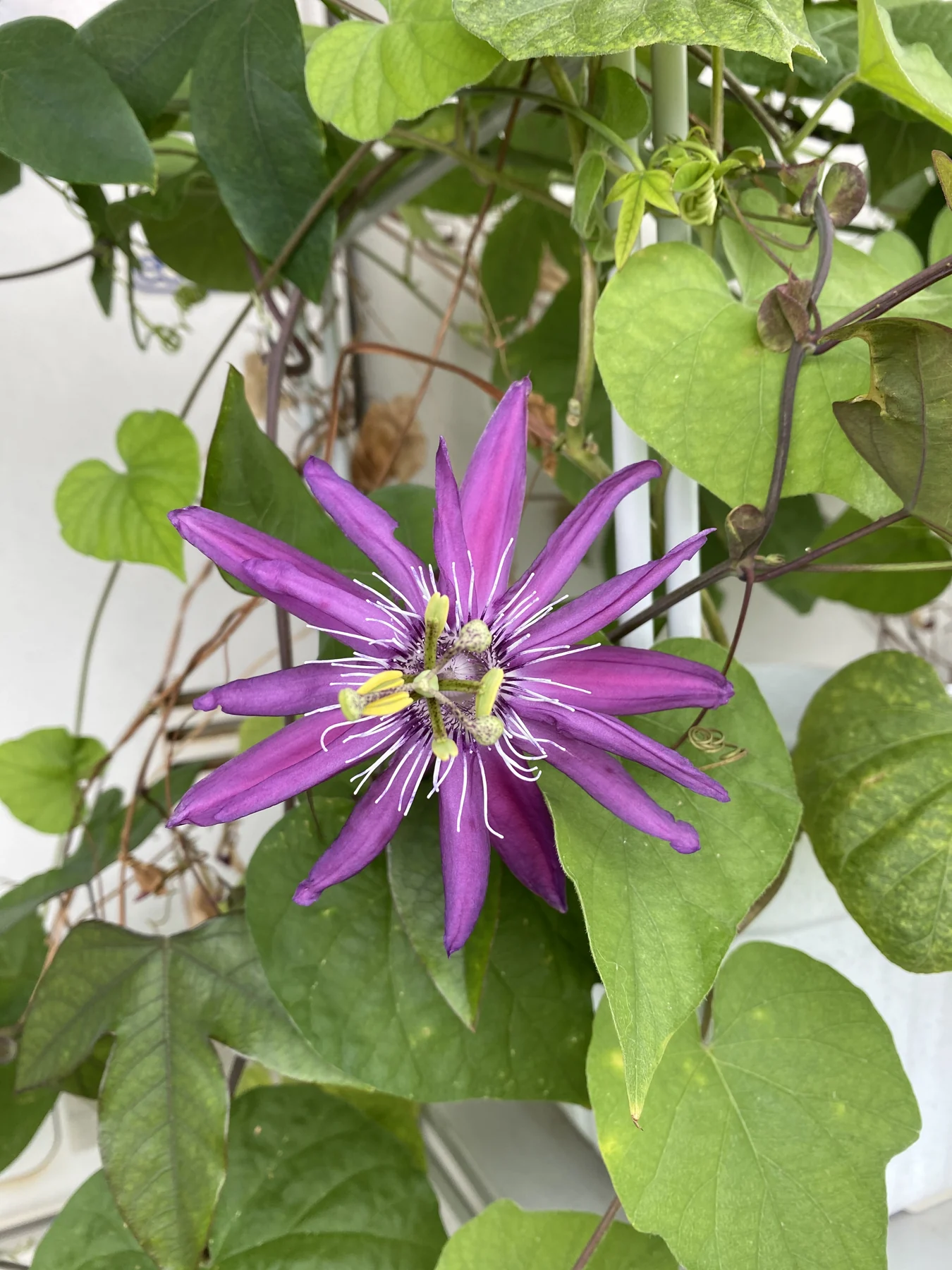 A purple flower with long narrow petals against climbing green leaves