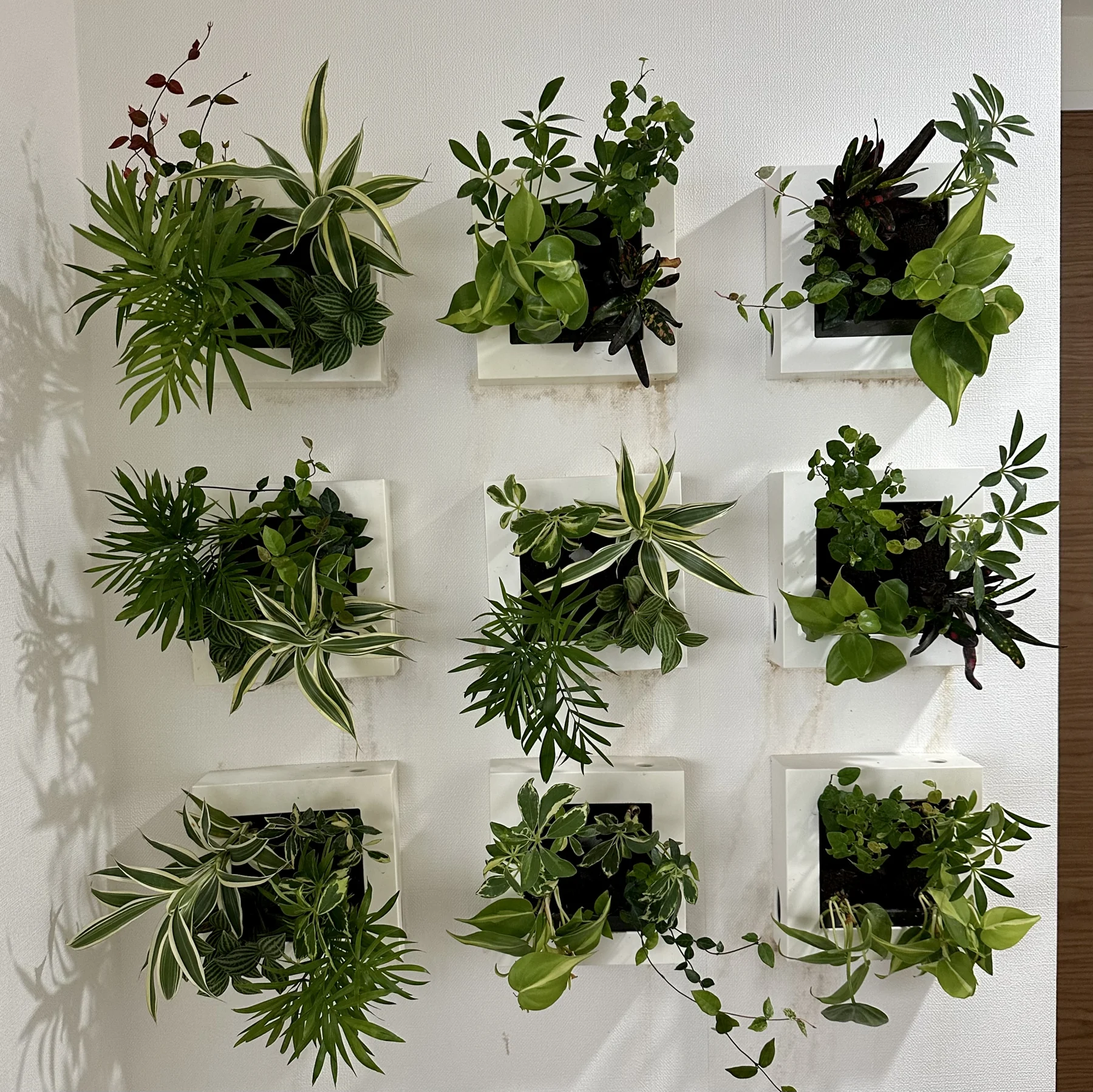 Nine white wall-mounted planters filled with leafy green plants