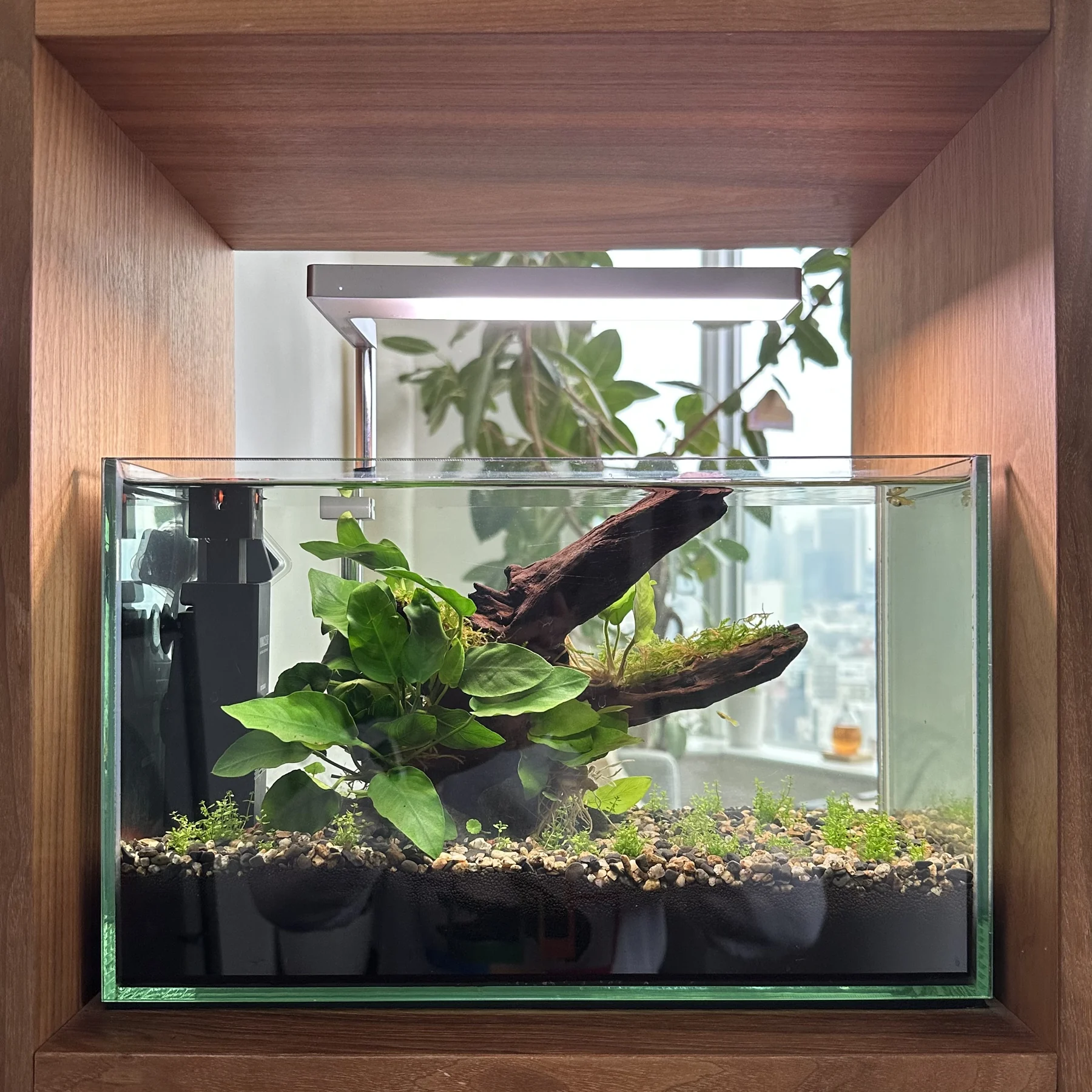 A glass aquarium arranged around a branching piece of wood and aquatic plants